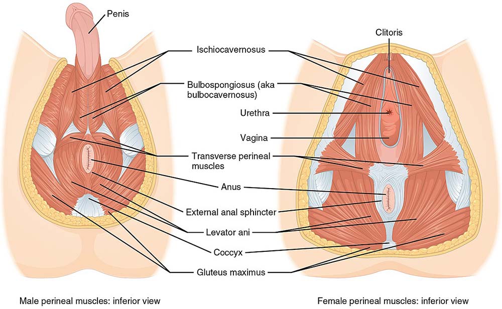 Pelvic floor muscles supporting bladder and pelvic organs