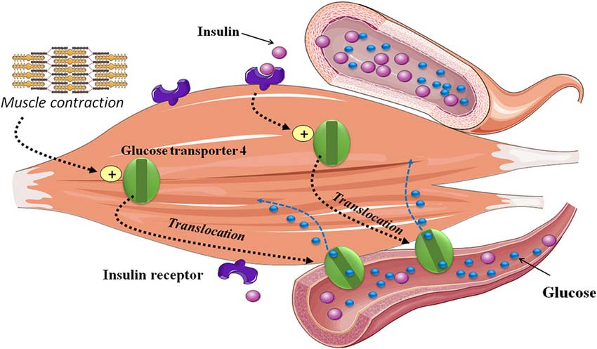 Diagram showing muscle contraction increasing glucose uptake via GLUT4