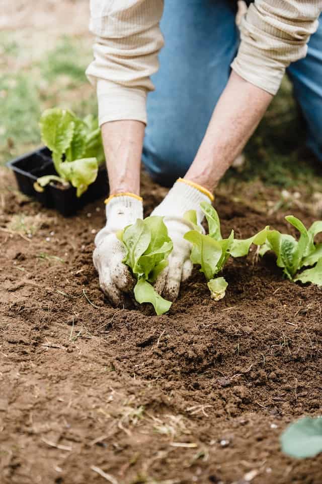 small space gardening