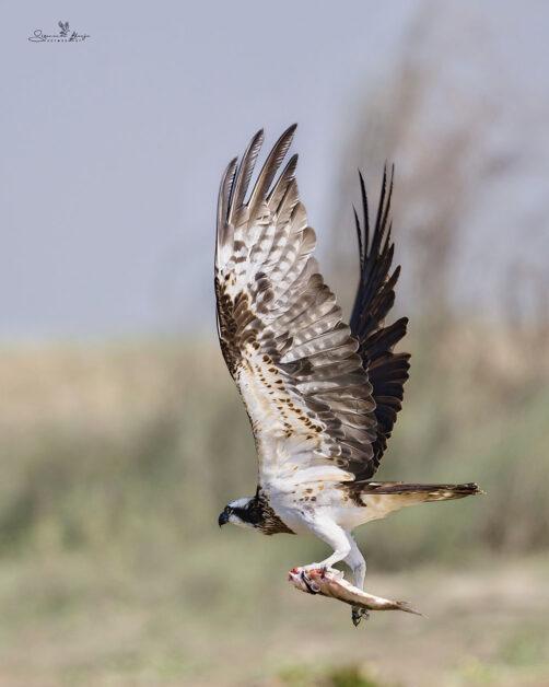 The Bird Osprey: Capturing the Fish Kill 