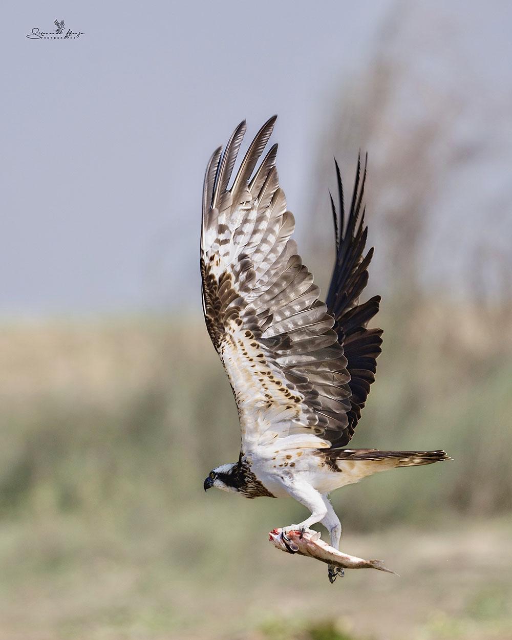 The Bird Osprey's Majestic Moments with Power & Grace