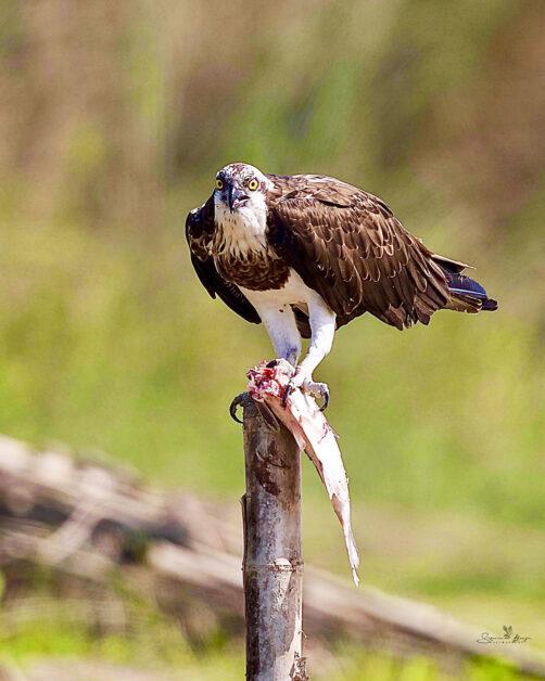 The Bird Osprey: Capturing the Fish Kill 