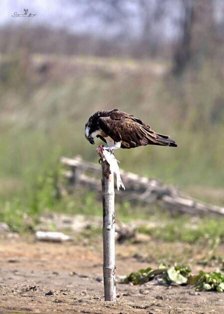 The Bird Osprey: