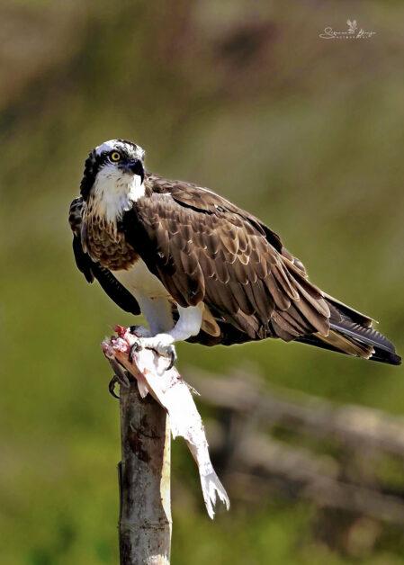 Bird Photography: Osprey Bird images