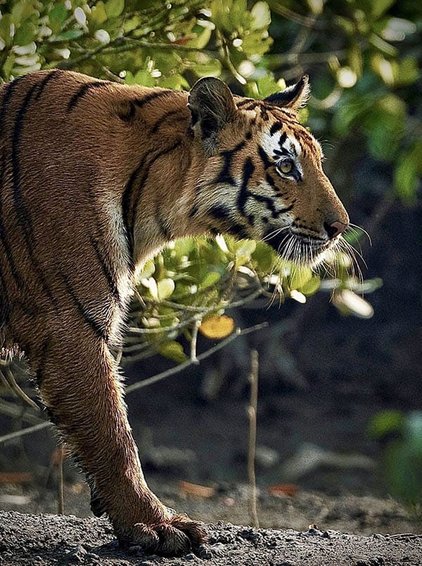 The Sundarban  Tiger