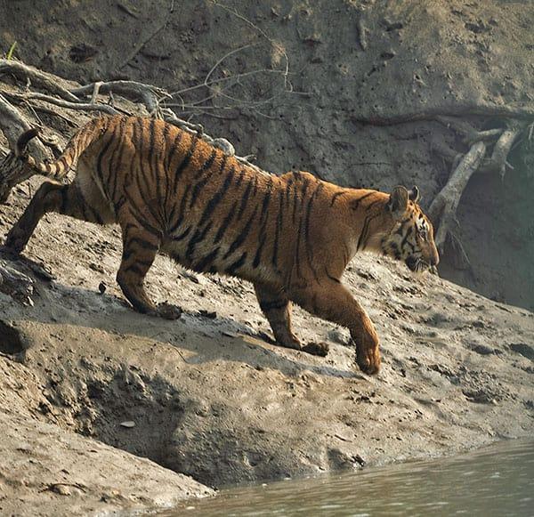The Sundarban Tiger
