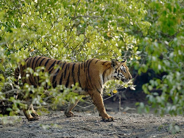 Biodiversity Hotspot of Sundarban