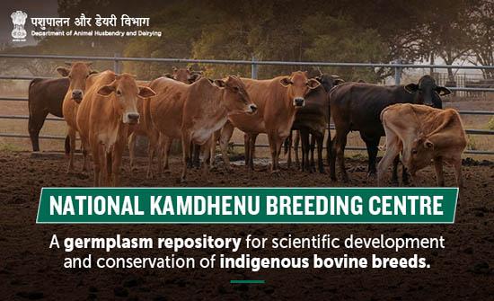 Indigenous Cow Breeds in India