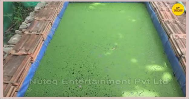 Azolla Cultivation for Livestock Feed