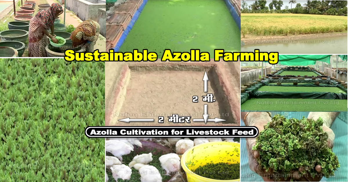 Sustainable Azolla Farming The Future of Protein Livestock Feed