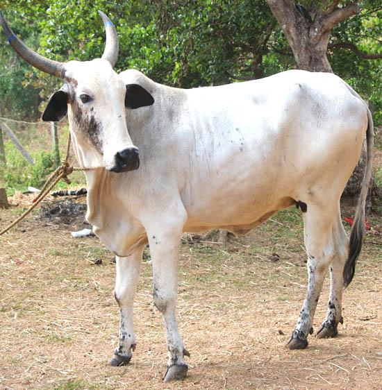 categories of cows in India