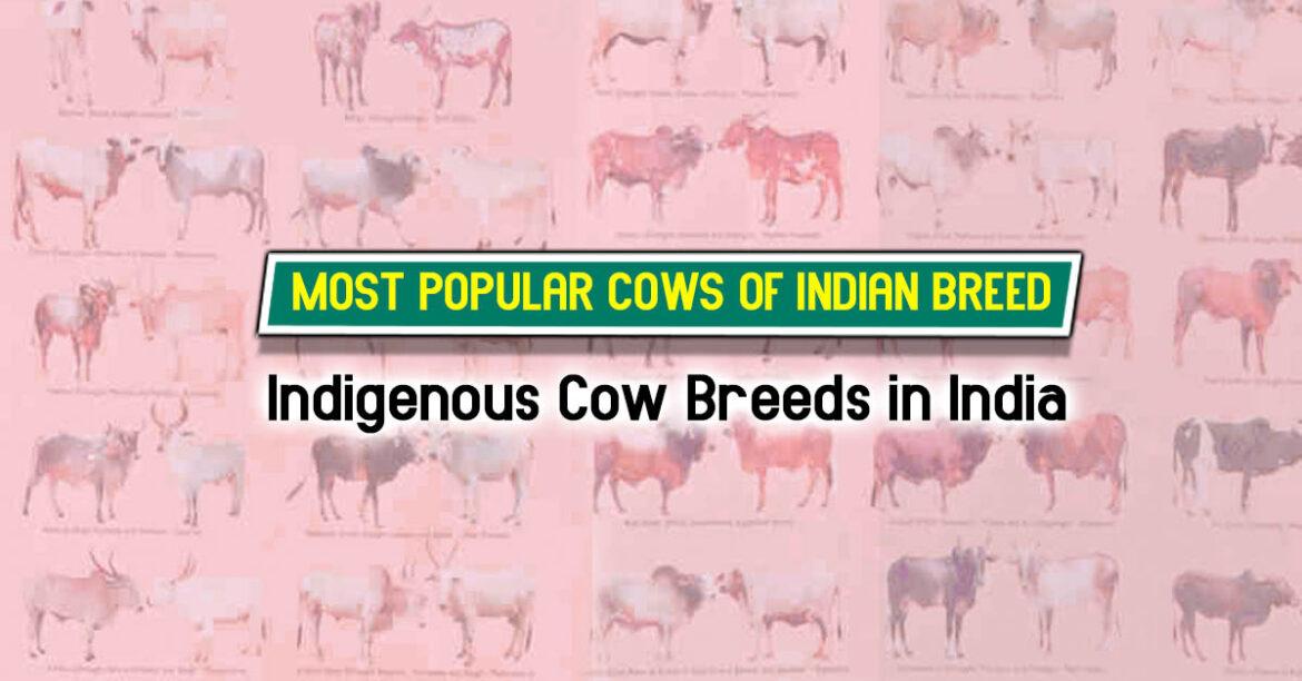 20 Most Popular Cow Breeds of India: The Divine Dairy Herd