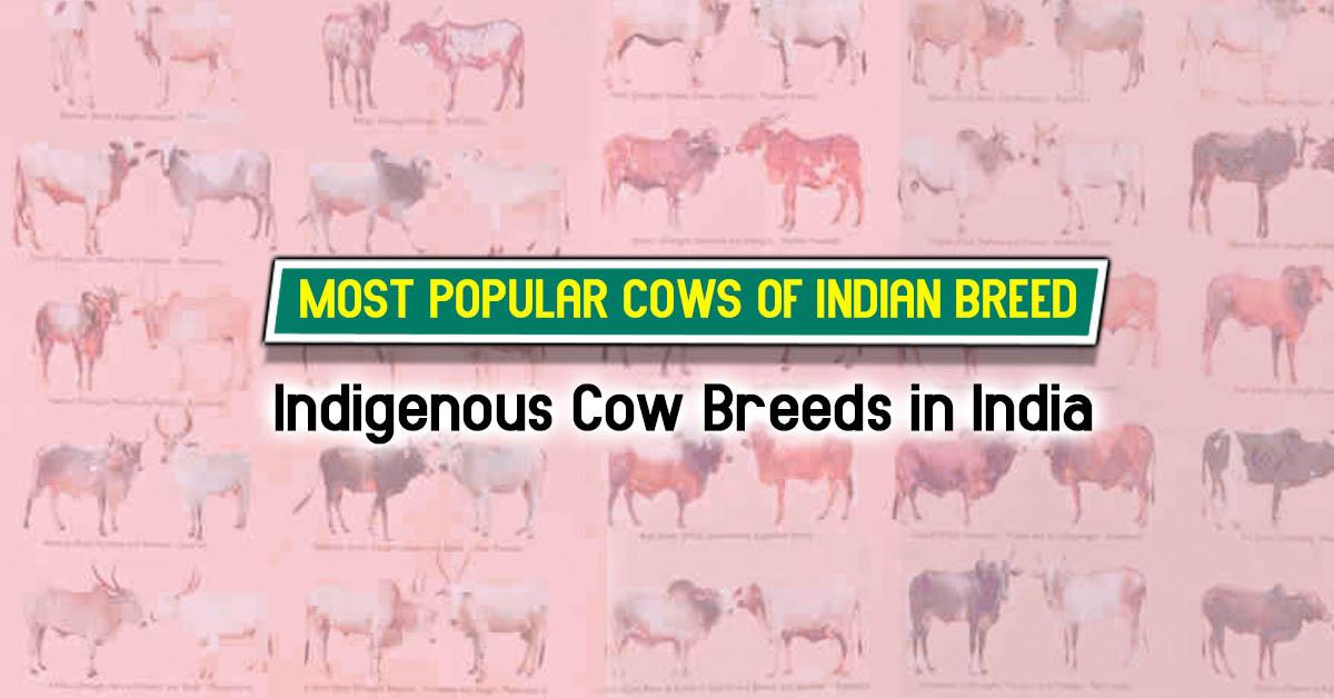 20 Most Popular Cows Of Indian Breed: The Divine Dairy Herd