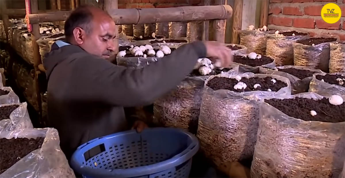 mushroom farming investment and profit