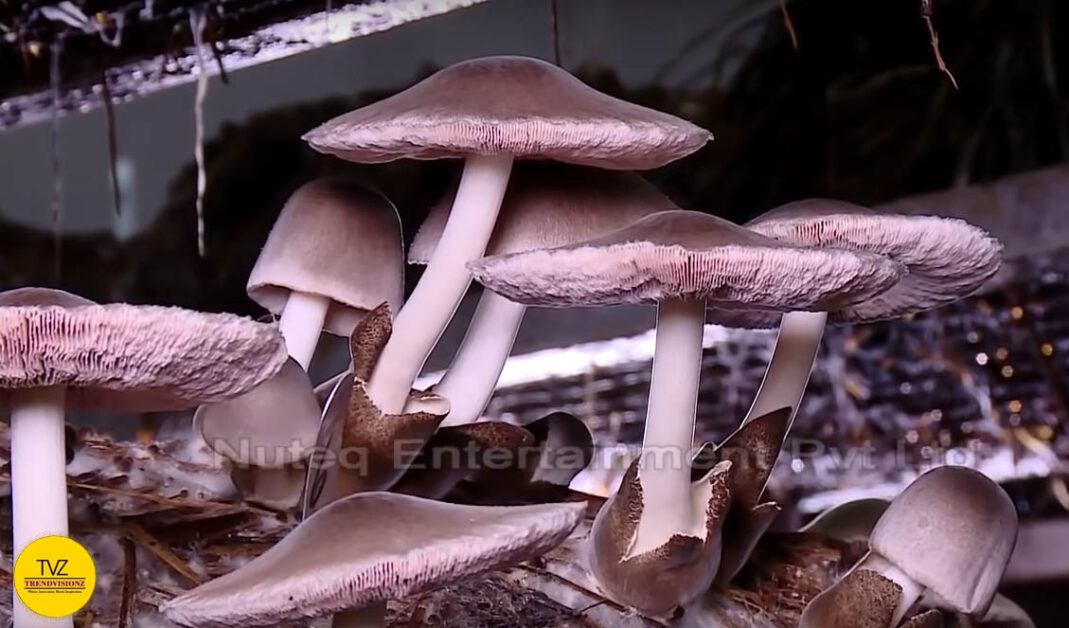 Mushrooms belong to the kingdom of Fungi