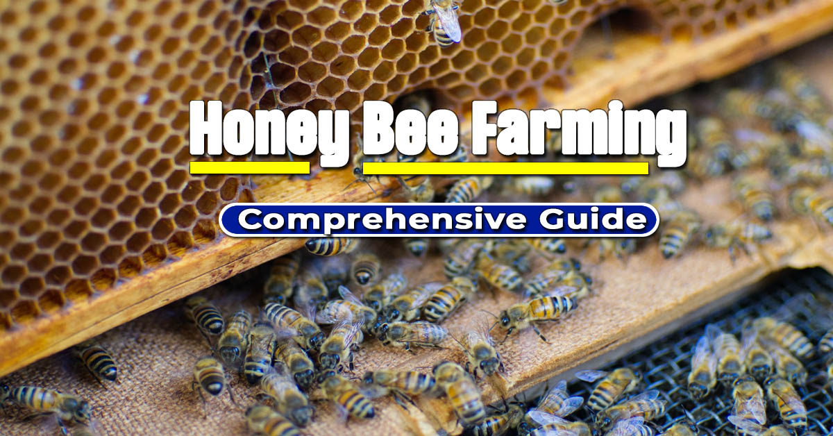 How does Bee Farming works: Complete Profitable Beekeeping Business Guide