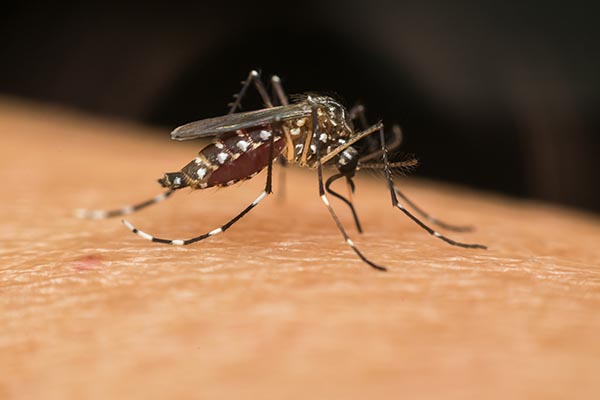 Dengue fever Mosquito