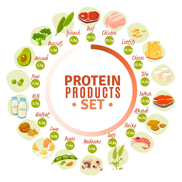 Illustration of Protein rich foods