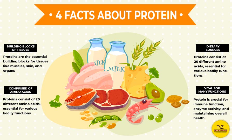 4 protein facts: The foundation of a healthy eating journey