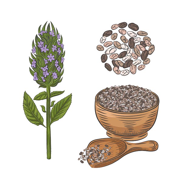 Vector Image of Blooming Chia Seed Plant 
