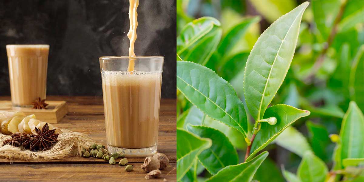 Camellia sinensis is a species of evergreen shrub