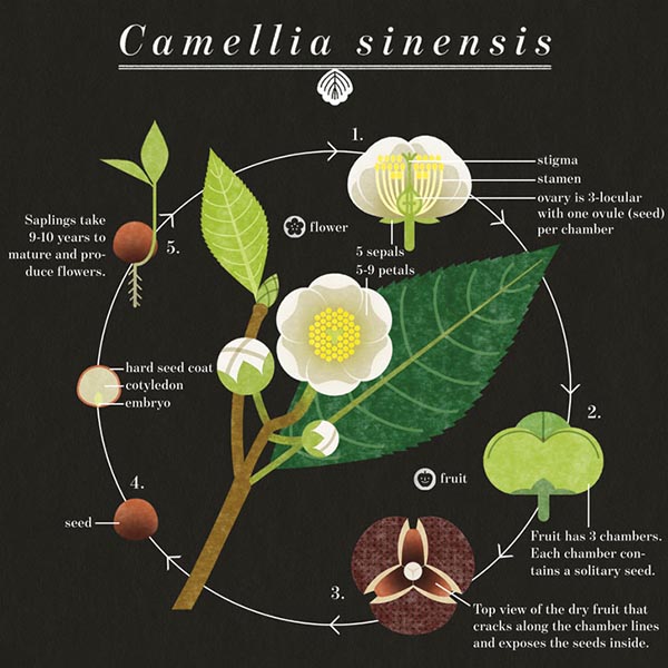 the life cycle of the tea plant, Camellia sinensis