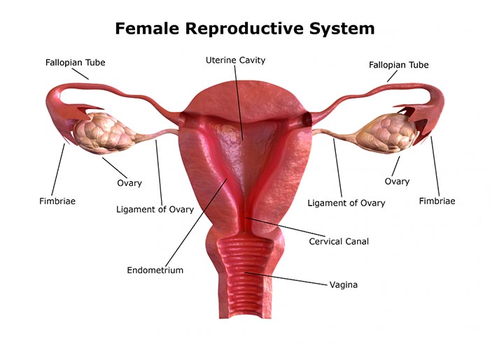 Women's Health: Exploring the Menstrual Cycle and Reproductive System