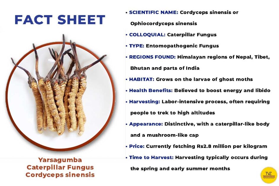 Yarsagumba / Cordyceps sinensis an entomopathogenic fungus 