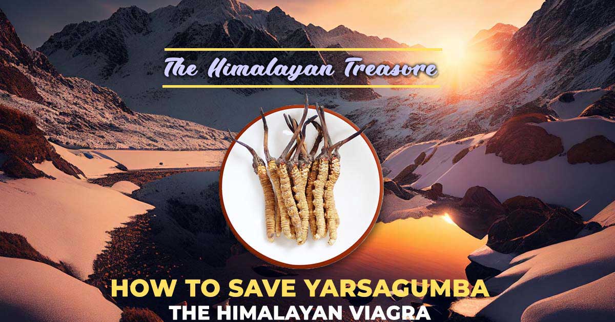 Harvesting Treasure: How to Save Yarsagumba, the Himalayan Viagra