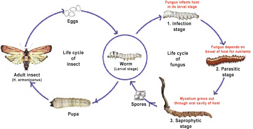 Insight into the symbiotic relationship of Cordyceps and caterpillars.