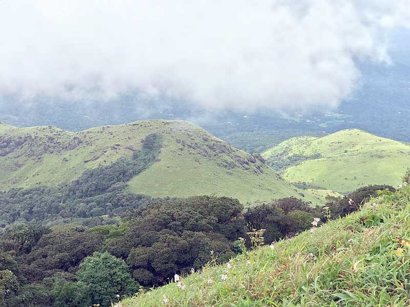 Experience the lush greenery of Tadiandamol, Kodagu's highest peak.