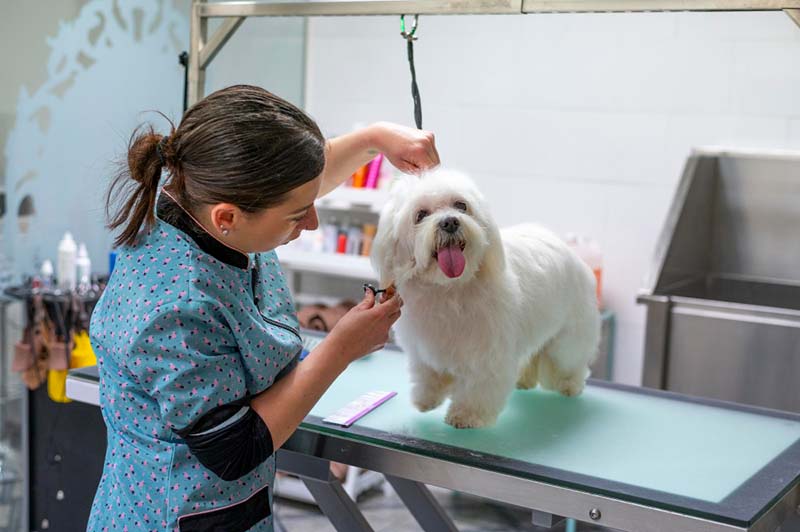 A woman groomer providing essential pet care professionally.