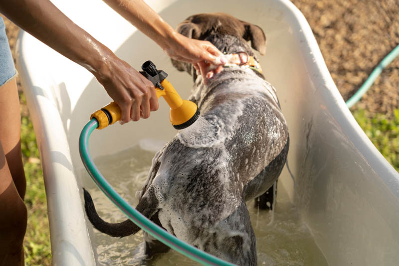 Beat the heat: keep your pet cool with a relaxing shower