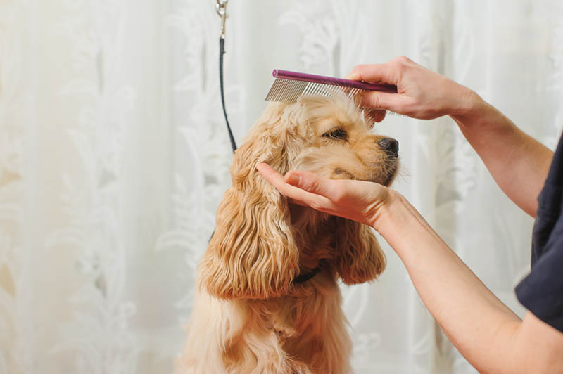 Beat the heat: groom your pets for a fresh summer look