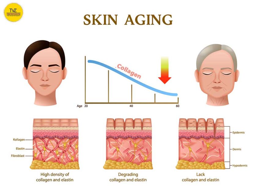 Visualizing the role of Skin Antioxidant Foods and Collagen in aging