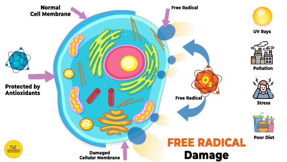 Cellular Theory of Ageing and impact of free radicals