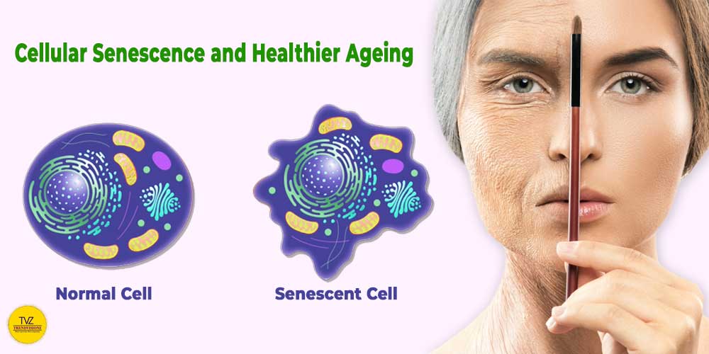 Cellular senescence and secrets for healthier ageing and longevity