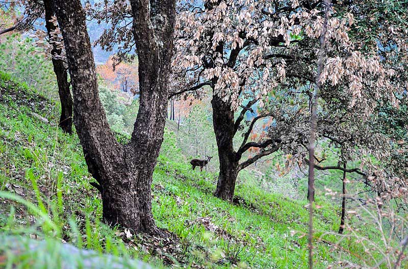 Walking Gilbert Trail: Nature's Beauty in Kasauli