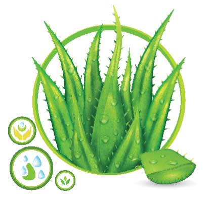 Benefits of Aloe Vera in personalized skincare