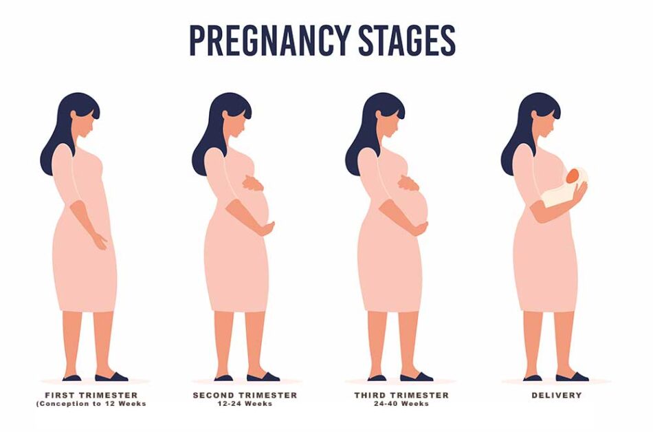 Pregnancy divided into three trimesters