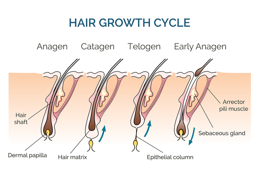 Illustration of the hair growth cycle