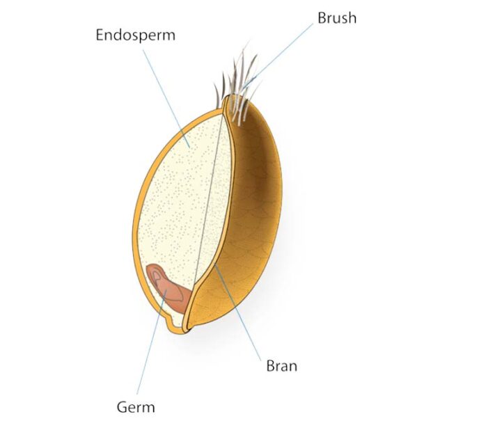 Whole Grains: Fiber-Rich Foods for a Healthy Diet