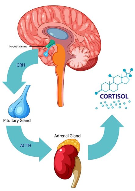 Stress and women's hormone health