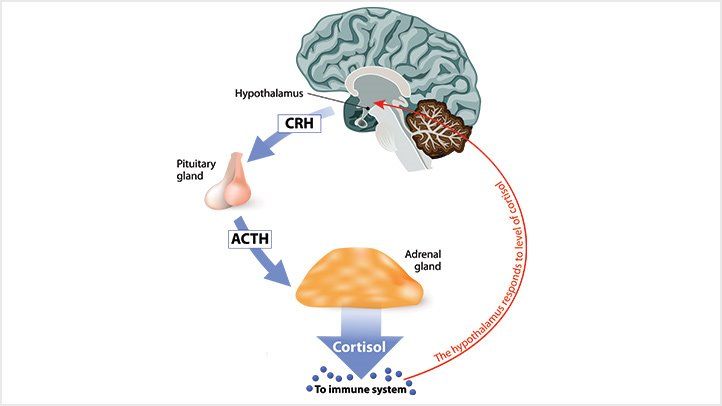 HPA axis process: Stress triggers cortisol release, affecting skin health