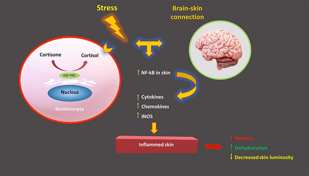 Diagram showing how neurocosmetics counteract stress effects.