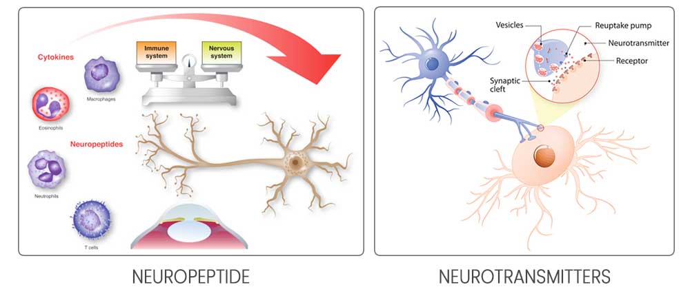 Comparison of neuropeptides and neurotransmitters in skincare.