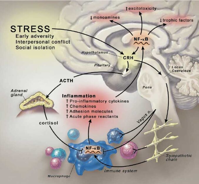 Illustration of stress-induced cortisol release and its impact on skin