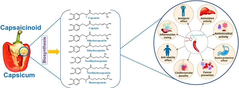  Infographic showing Capsaicin synthesis, structure, and therapeutic health effects.