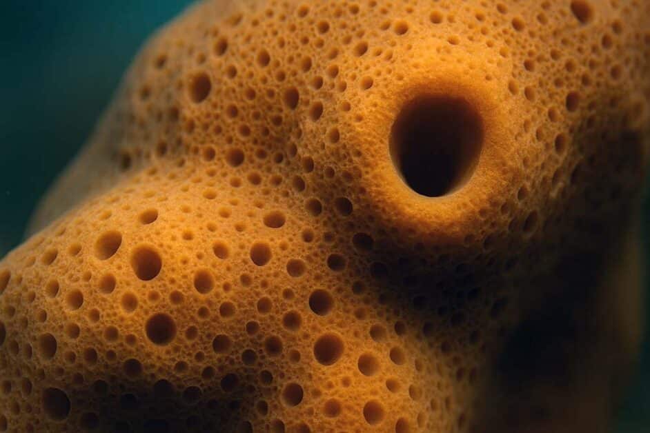 Close-up of sea sponge pores showing porous anatomy structure