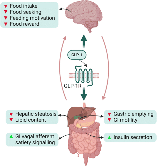 Diagram showing GLP-1 effects on digestion, satiety, and glucose control